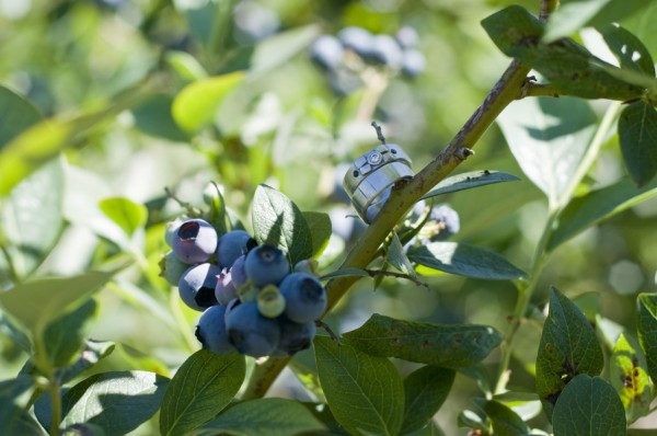 Finn-river-farm-bluberries Finn RIver Farm Blueberries